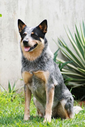 Australian Catle Dog